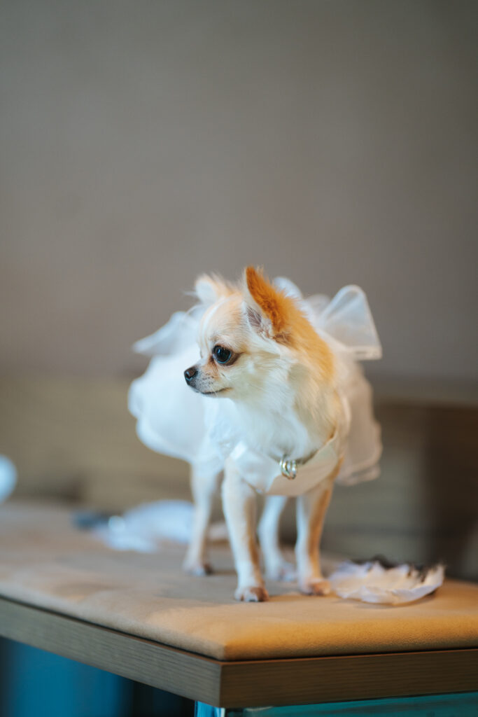 【ペットウエディング】愛犬も一緒の結婚式